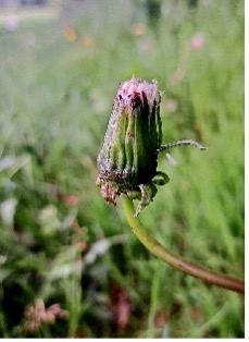 Pusteblume1